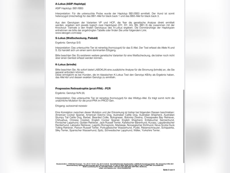 Wunderschöne Pomsky Deckrüde