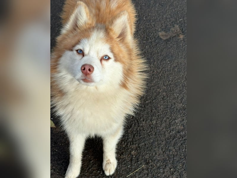 Wunderschöne Pomsky Deckrüde