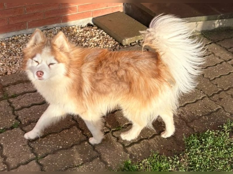 Wunderschöne Pomsky Deckrüde