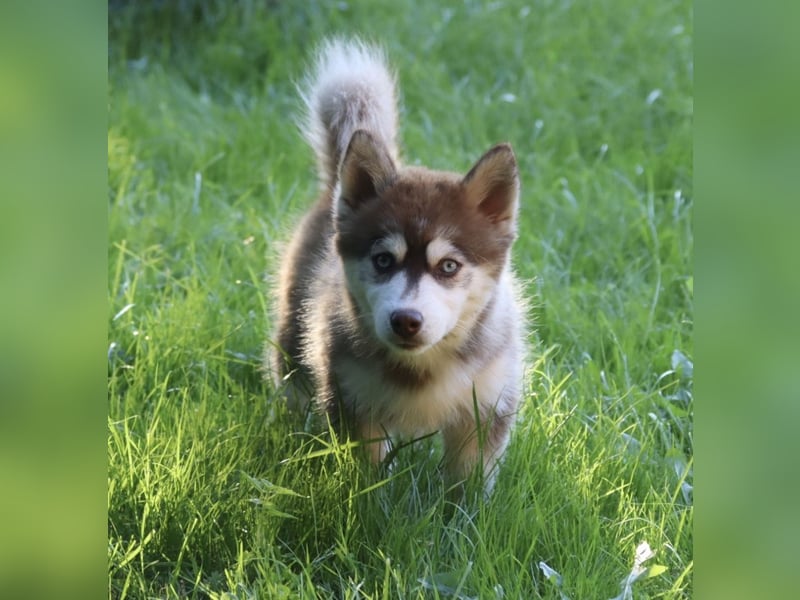Pomsky F2b Deckrüde Schokofarben mit Ahnentafel