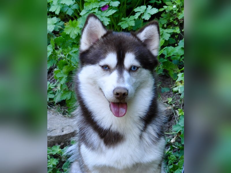 Pomsky F2b Deckrüde Schokofarben mit Ahnentafel