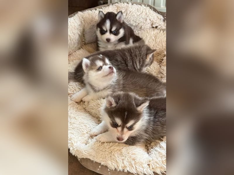 Pomsky F2b Deckrüde Schokofarben mit Ahnentafel