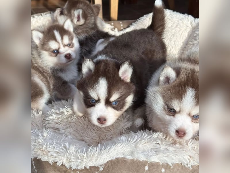 Pomsky F2b Deckrüde Schokofarben mit Ahnentafel
