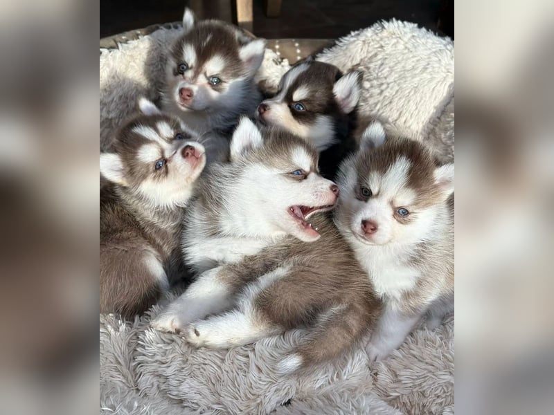 Pomsky F2b Deckrüde Schokofarben mit Ahnentafel