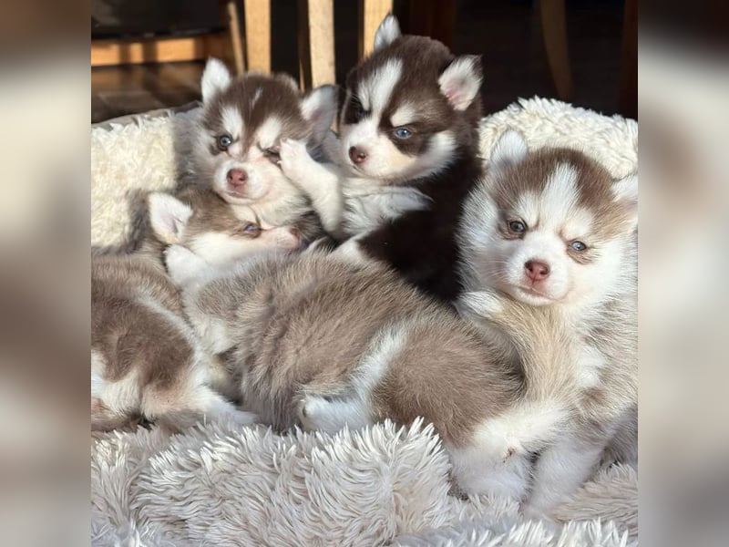Pomsky F2b Deckrüde Schokofarben mit Ahnentafel
