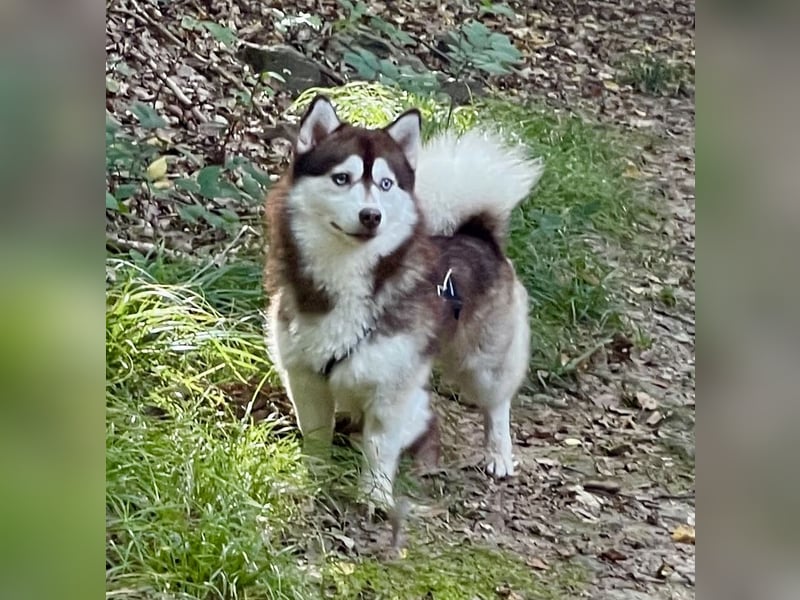 Pomsky F2b Deckrüde Schokofarben mit Ahnentafel