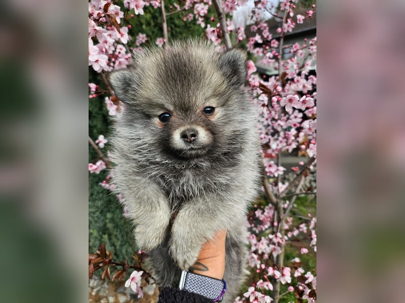 4 farblich natürliche Pomsky Jungs mit AT