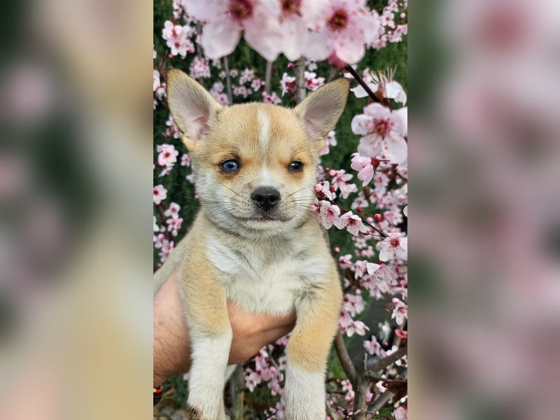 4 farblich natürliche Pomsky Jungs mit AT