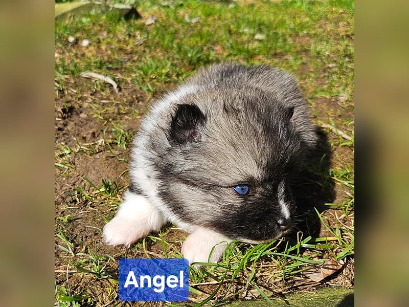 4 farblich natürliche Pomsky Jungs mit AT
