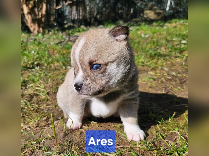 4 farblich natürliche Pomsky Jungs mit AT