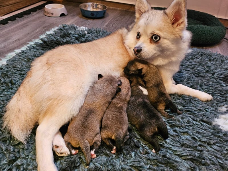 4 farblich natürliche Pomsky Jungs mit AT