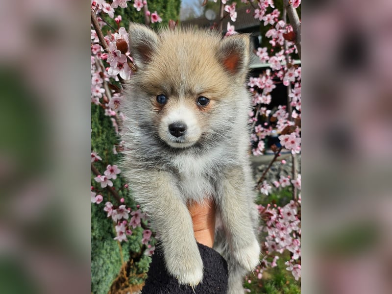 4 farblich natürliche Pomsky Jungs mit AT