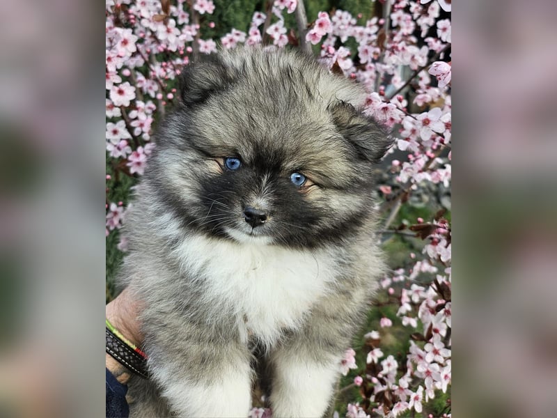 4 farblich natürliche Pomsky Jungs mit AT