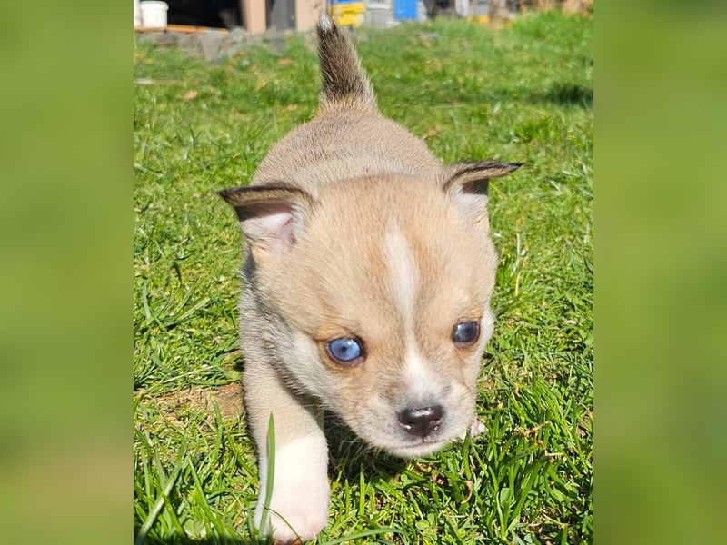 4 farblich natürliche Pomsky Jungs mit AT
