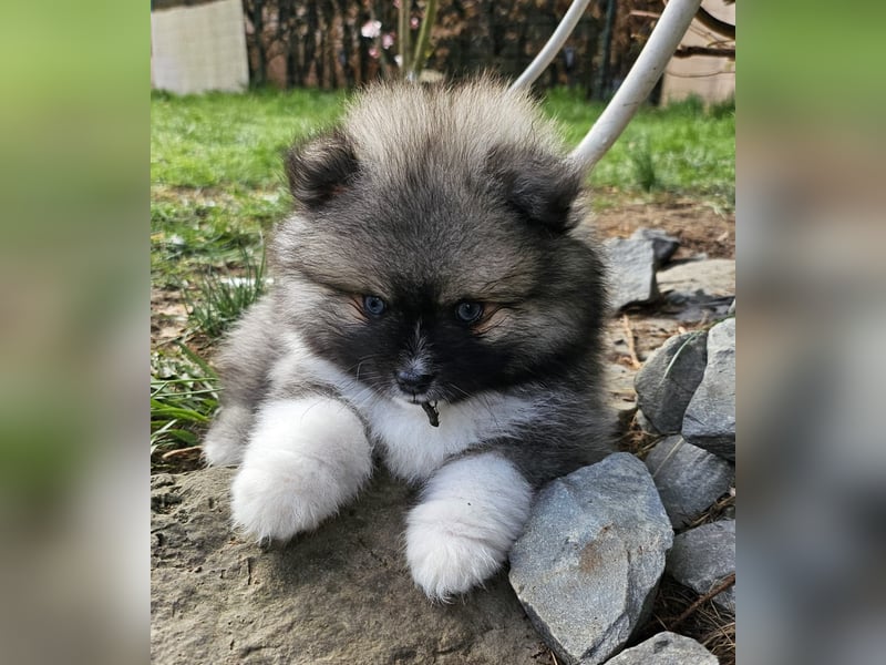 4 farblich natürliche Pomsky Jungs mit AT