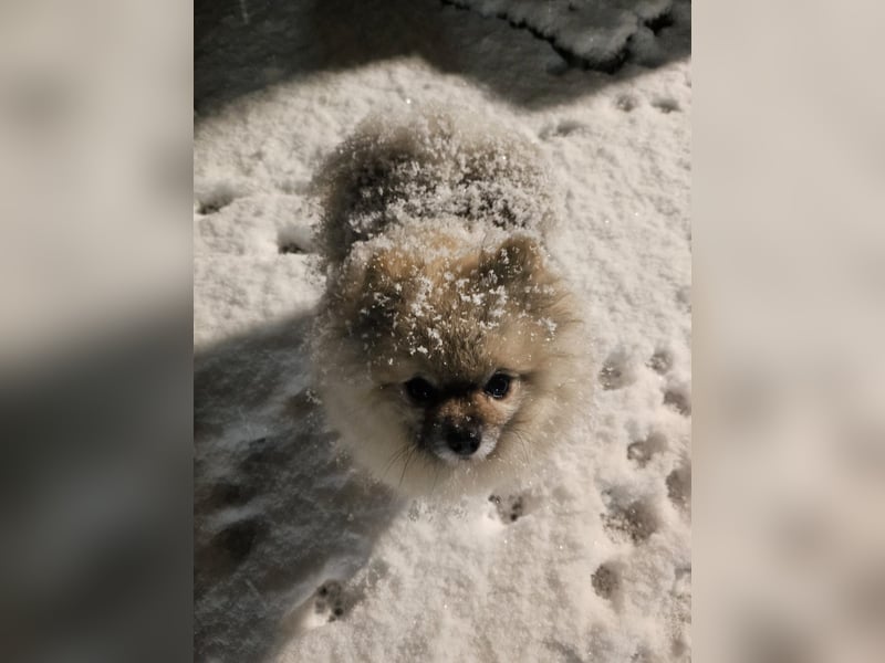 4 farblich natürliche Pomsky Jungs mit AT