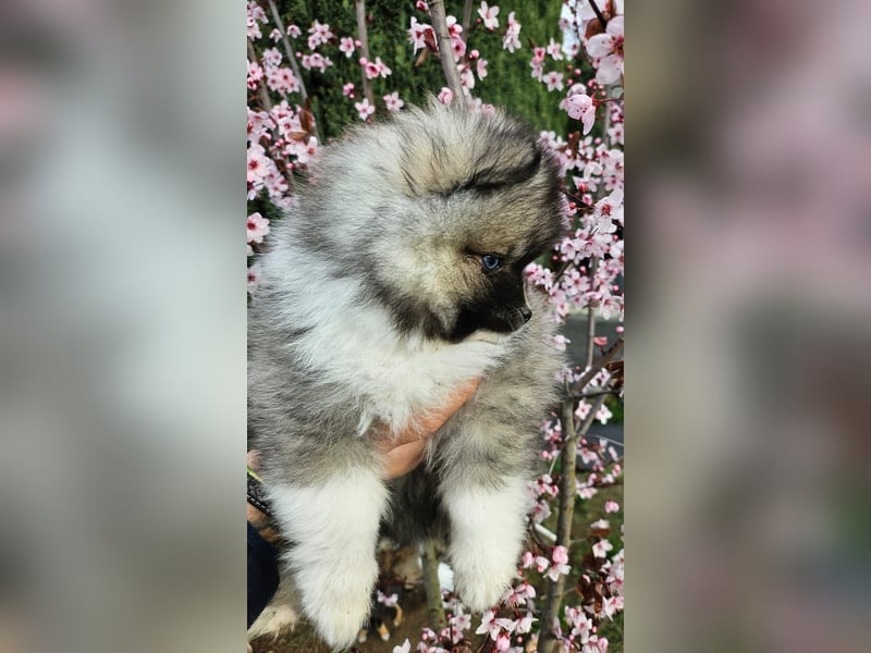 4 farblich natürliche Pomsky Jungs mit AT