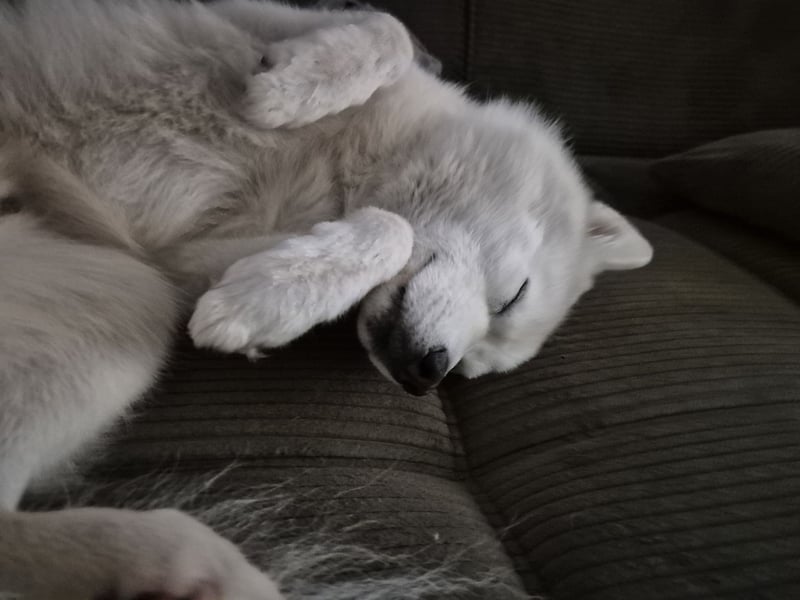 Liebevoller Pomsky Rüde „Ari" sucht passende Hündin