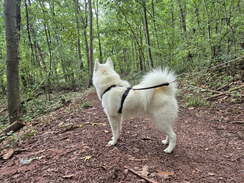 Liebevoller Pomsky Rüde „Ari" sucht passende Hündin