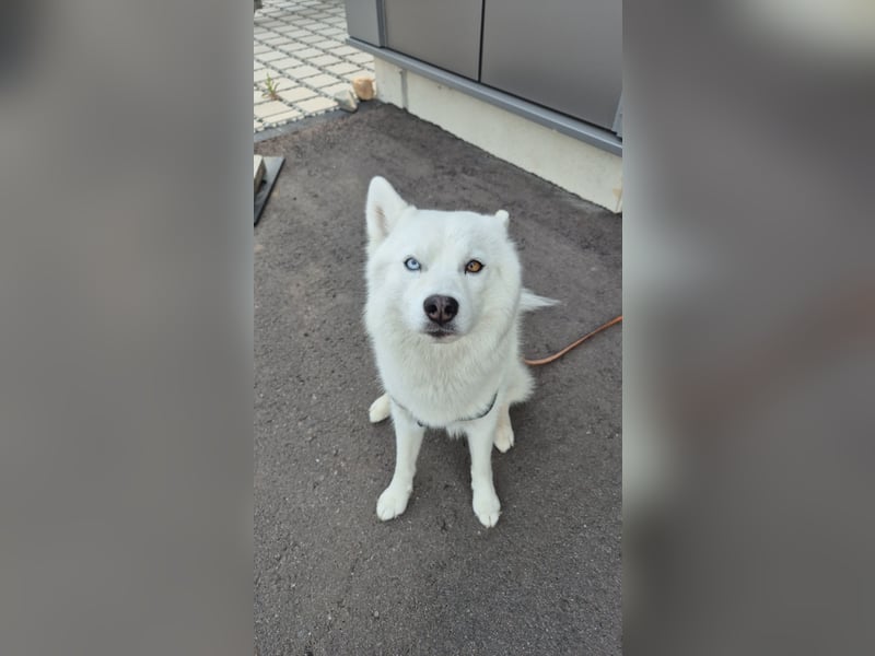 Liebevoller Pomsky Rüde „Ari" sucht passende Hündin