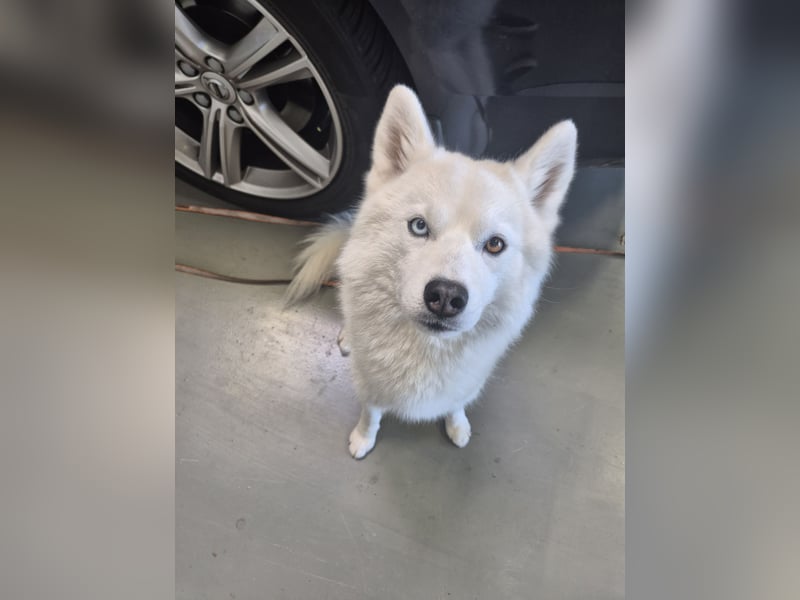 Liebevoller Pomsky Rüde „Ari" sucht passende Hündin