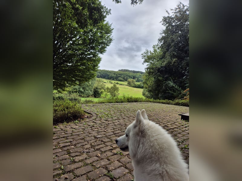 Liebevoller Pomsky Rüde „Ari" sucht passende Hündin