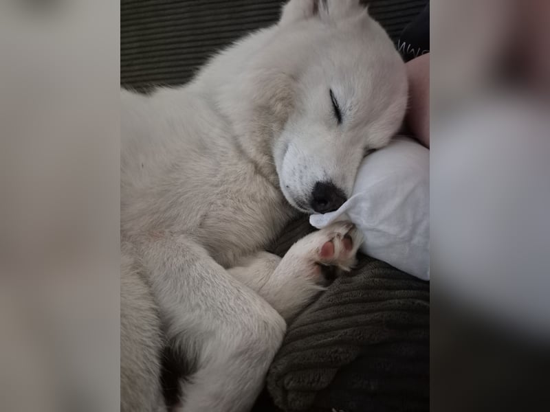 Liebevoller Pomsky Rüde „Ari" sucht passende Hündin