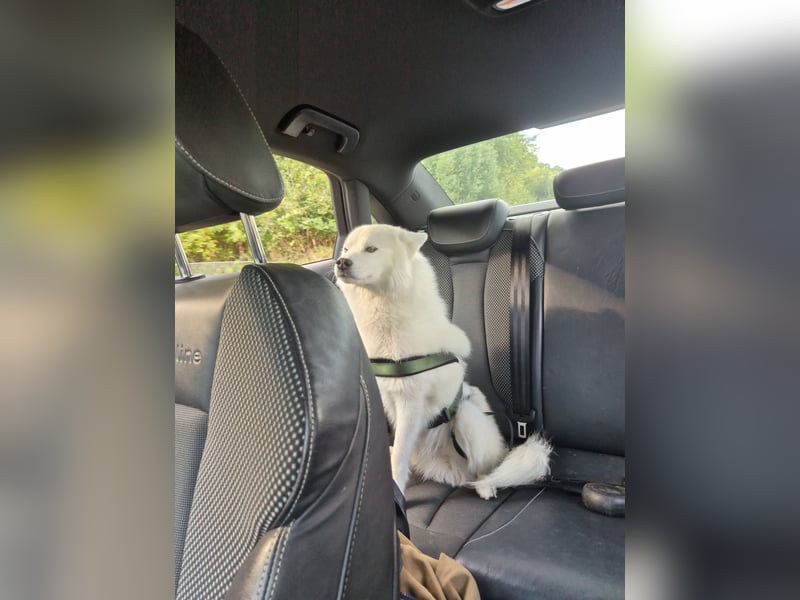 Liebevoller Pomsky Rüde „Ari" sucht passende Hündin