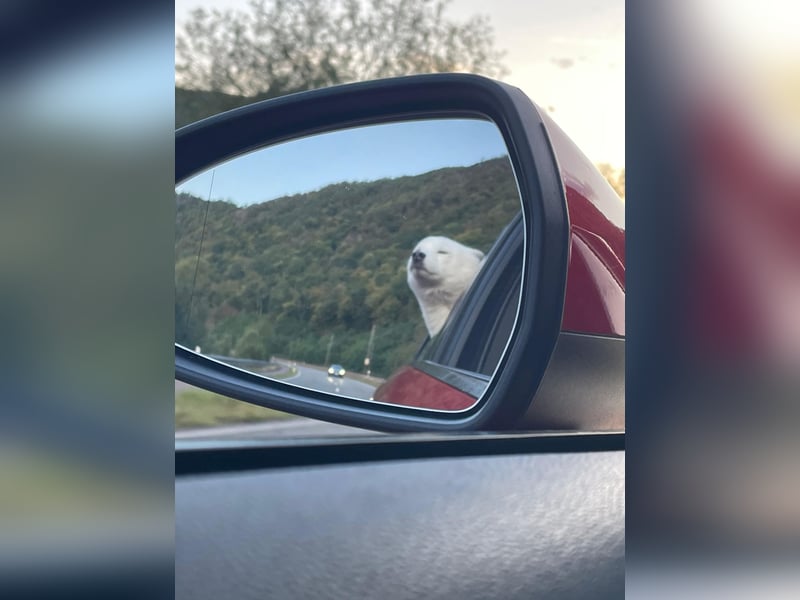 Liebevoller Pomsky Rüde „Ari" sucht passende Hündin