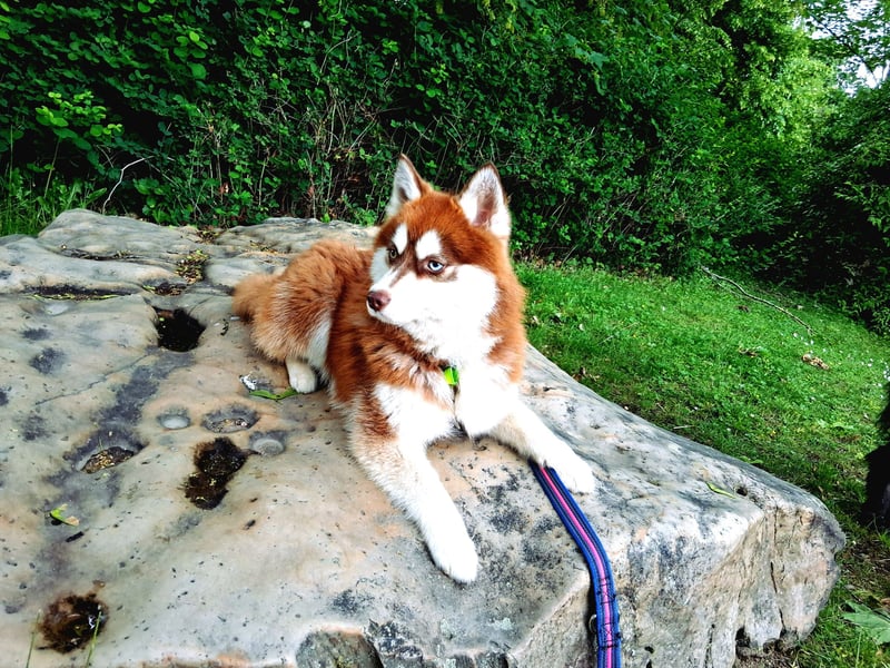 Bildhübscher Pomsky Rüde sucht neues Zuhause