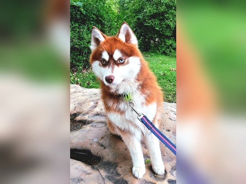 Bildhübscher Pomsky Rüde sucht neues Zuhause