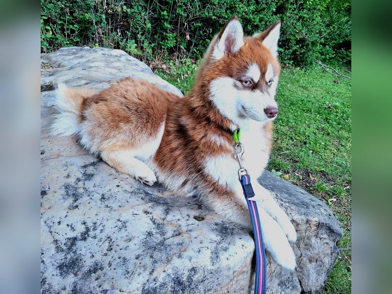 Bildhübscher Pomsky Rüde sucht neues Zuhause