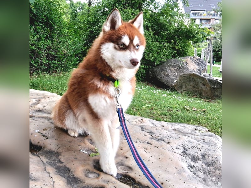 Bildhübscher Pomsky Rüde sucht neues Zuhause