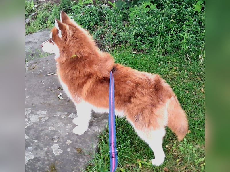 Bildhübscher Pomsky Rüde sucht neues Zuhause