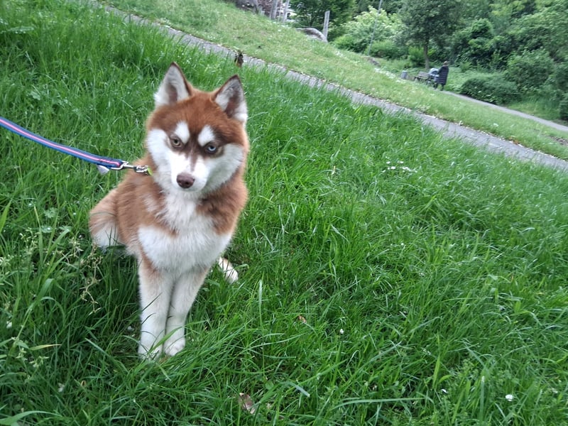 Bildhübscher Pomsky Rüde sucht neues Zuhause