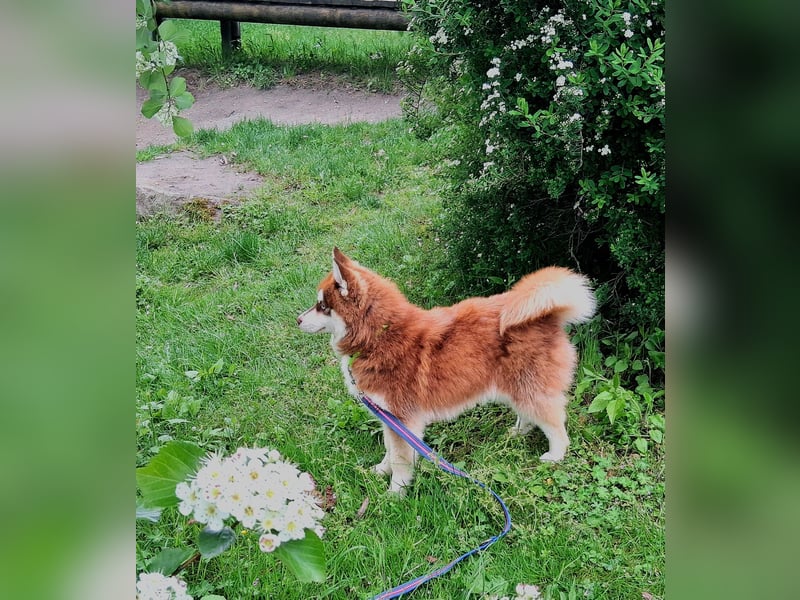 Bildhübscher Pomsky Rüde sucht neues Zuhause