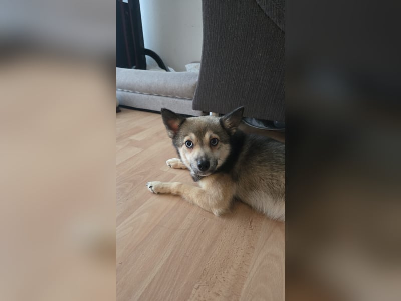 Pomsky Hündin zu Verkaufen