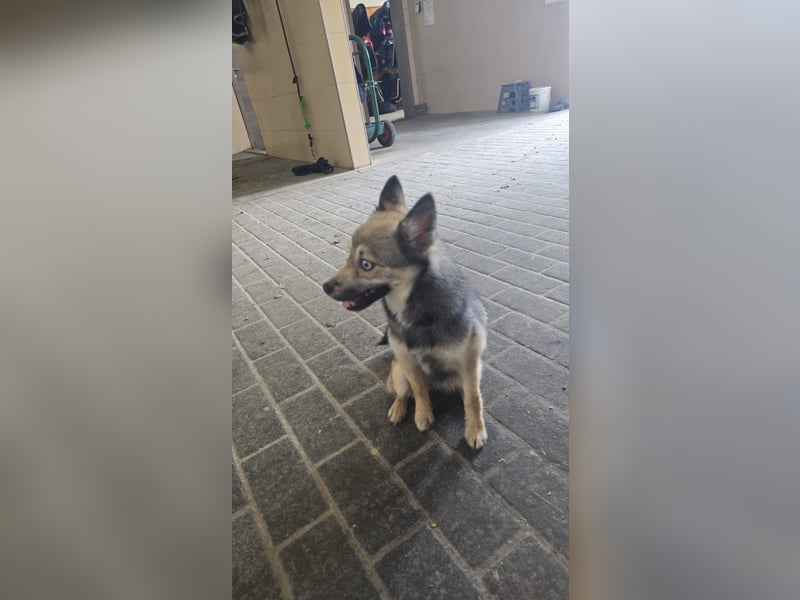 Pomsky Hündin zu Verkaufen