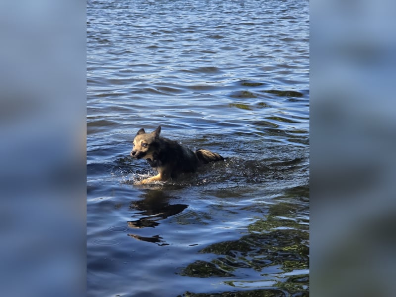 Pomsky Hündin zu Verkaufen