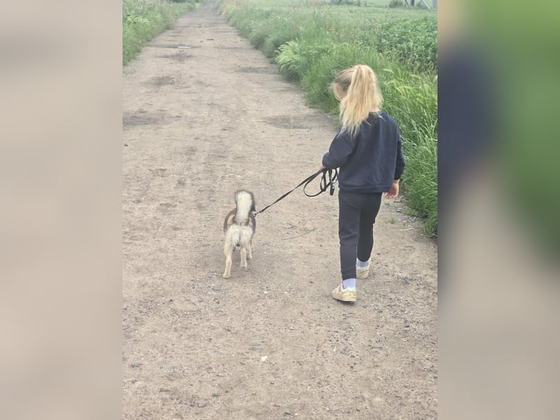 Pomsky Hündin zu Verkaufen