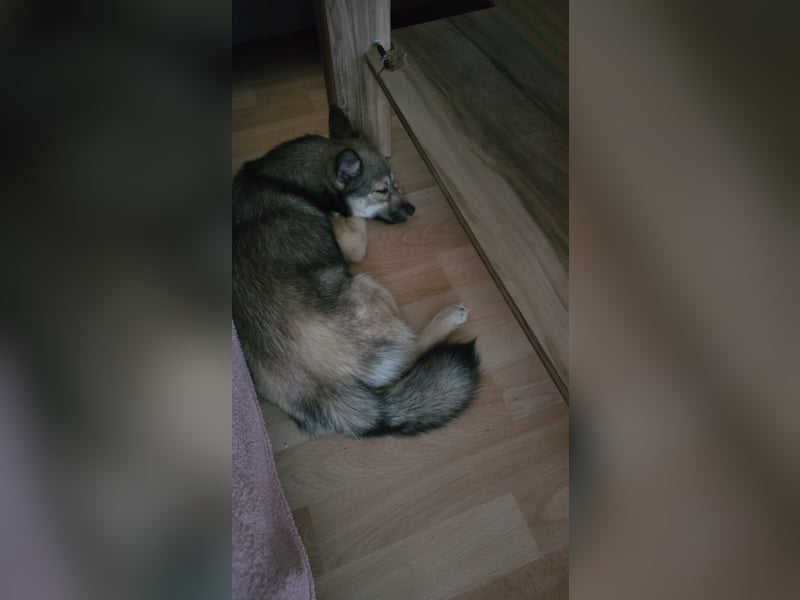 Pomsky Hündin zu Verkaufen