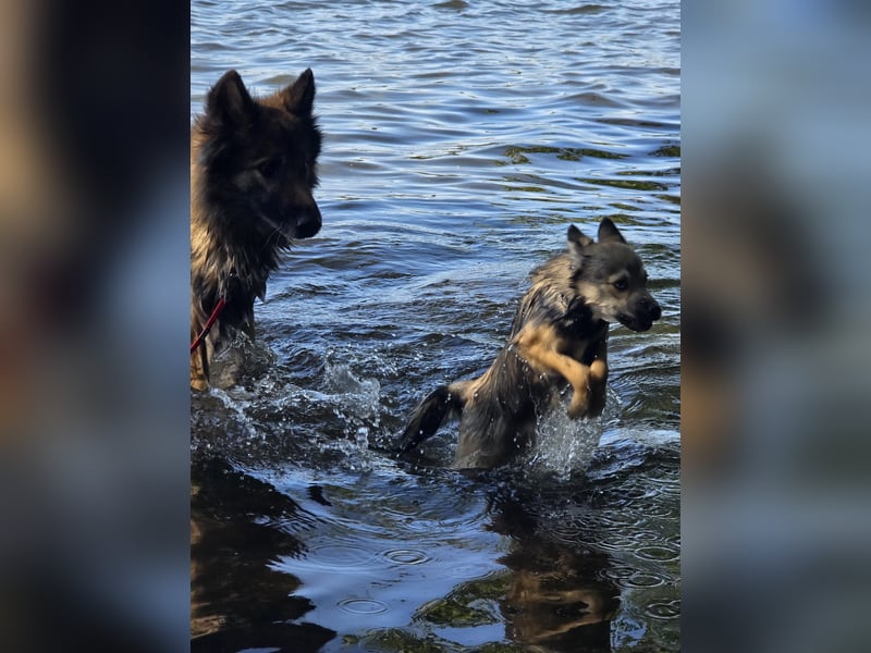 Pomsky Hündin zu Verkaufen