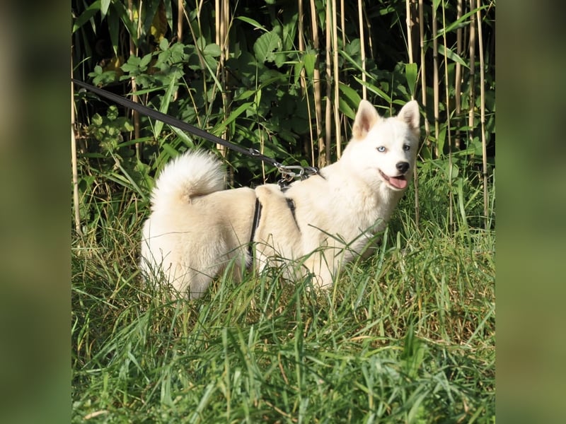 Pomsky F1b Hündin 2 Jahre (Siberian Husky x Pomeranian)