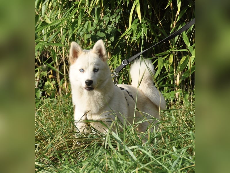 Pomsky F1b Hündin 2 Jahre (Siberian Husky x Pomeranian)