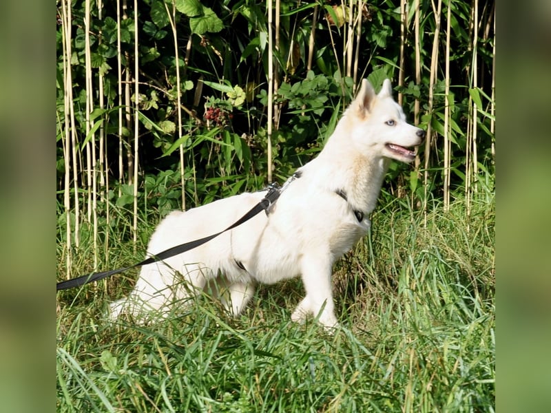 Pomsky F1b Hündin 2 Jahre (Siberian Husky x Pomeranian)