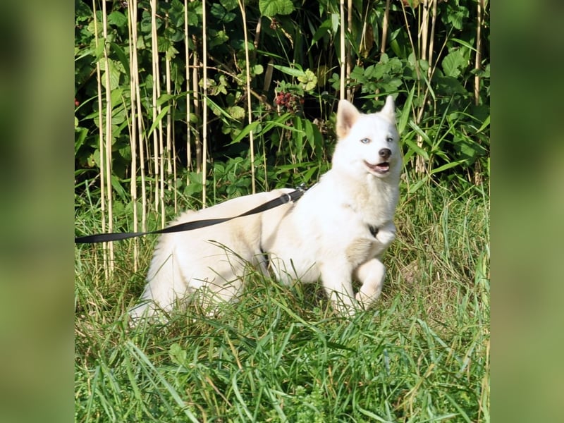 Pomsky F1b Hündin 2 Jahre (Siberian Husky x Pomeranian)