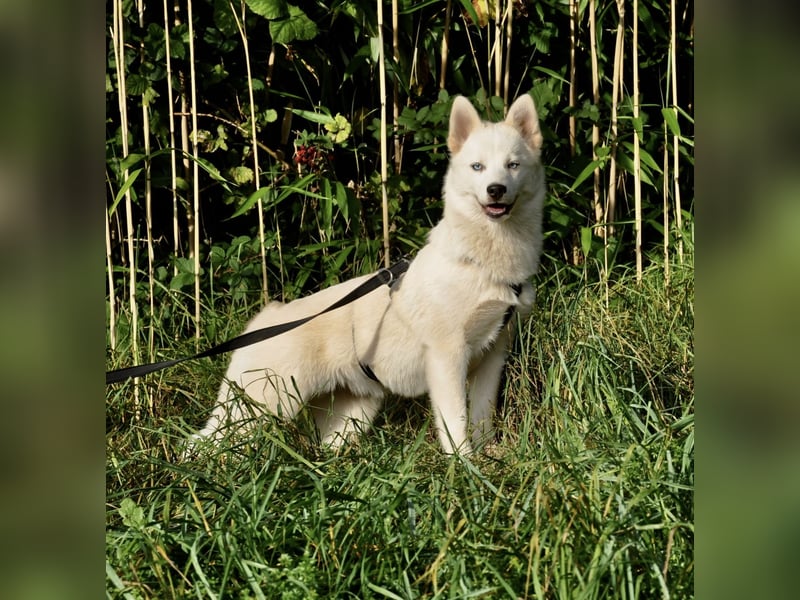 Pomsky F1b Hündin 2 Jahre (Siberian Husky x Pomeranian)