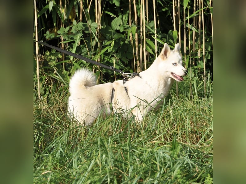 Pomsky F1b Hündin 2 Jahre (Siberian Husky x Pomeranian)