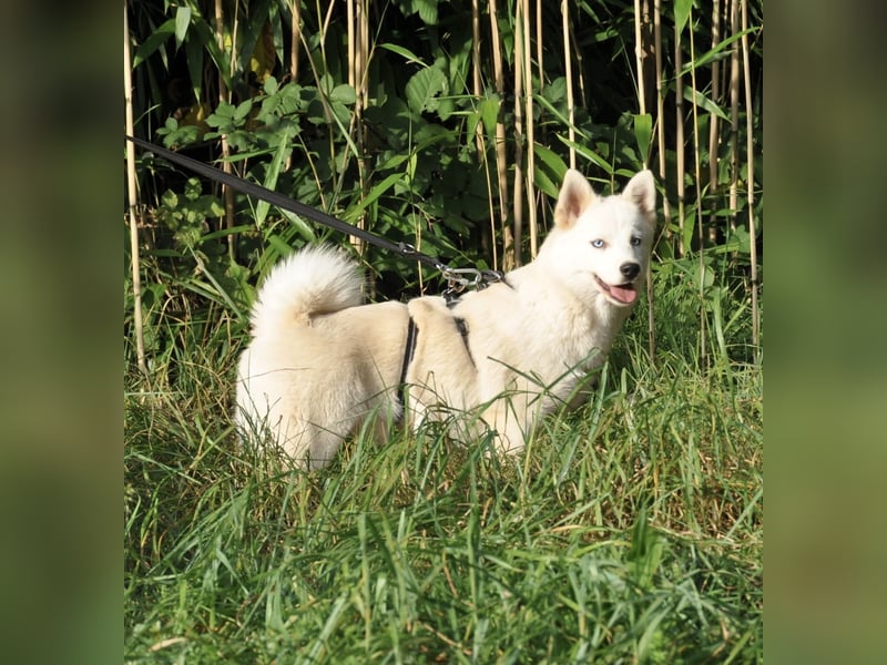 Pomsky F1b Hündin 2 Jahre (Siberian Husky x Pomeranian)