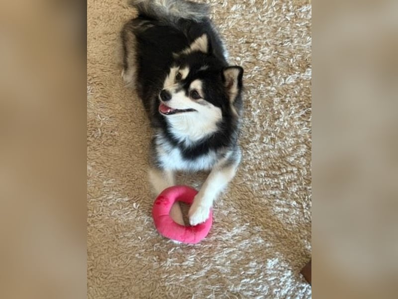 Pomsky F2 Hündin 2 Jahre 35 cm nur an Bestplatz
